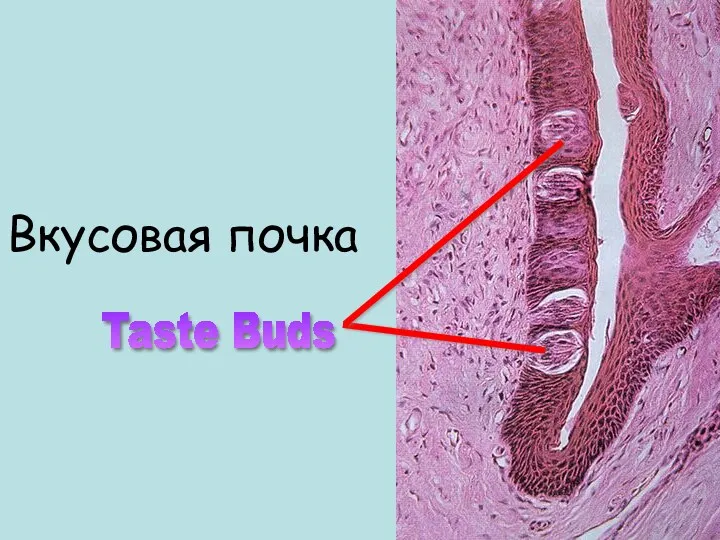 Taste Buds Вкусовая почка