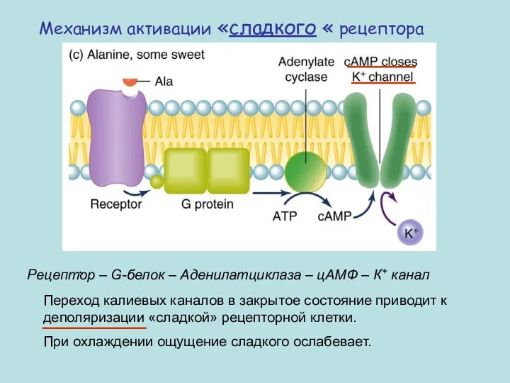 Механизм активации «сладкого « рецептора Переход калиевых каналов в закрытое
