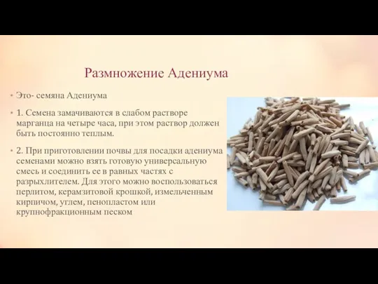 Размножение Адениума Это- семяна Адениума 1. Семена замачиваются в слабом