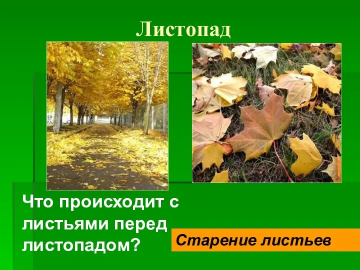 Листопад Что происходит с листьями перед листопадом? Старение листьев