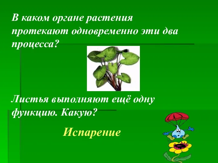 В каком органе растения протекают одновременно эти два процесса? Листья выполняют ещё одну функцию. Какую? Испарение