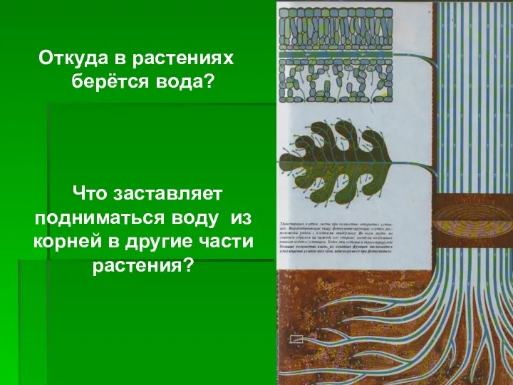 Откуда в растениях берётся вода? Что заставляет подниматься воду из корней в другие части растения?