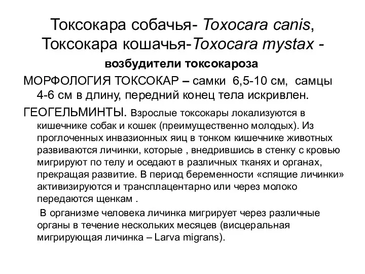 Токсокара собачья- Toxocara canis, Токсокара кошачья-Toxocara mystax - возбудители токсокароза