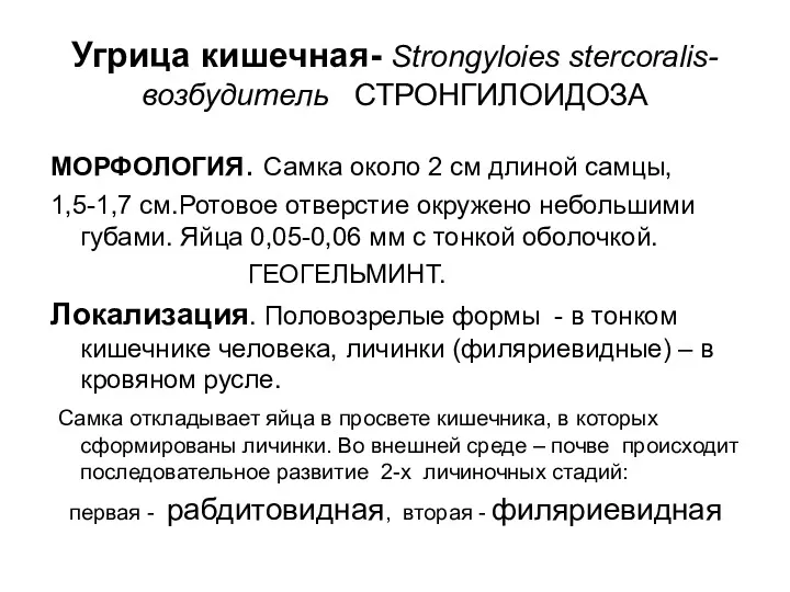 Угрица кишечная- Strongyloies stercoralis- возбудитель СТРОНГИЛОИДОЗА МОРФОЛОГИЯ. Самка около 2