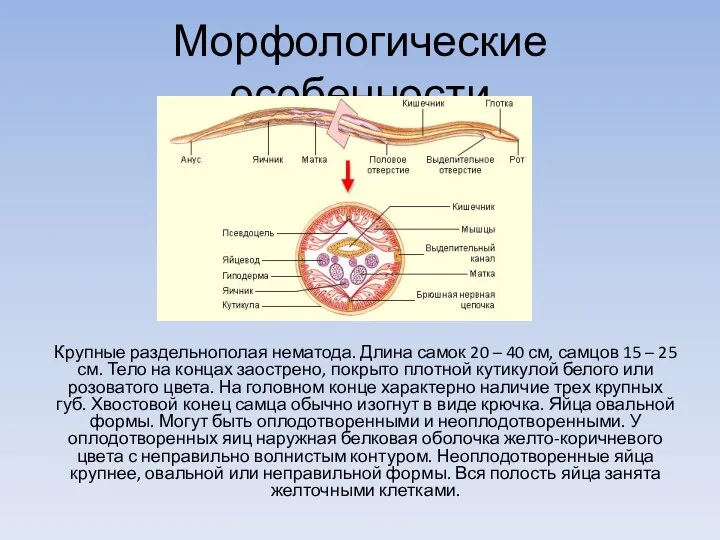 Морфологические особенности Крупные раздельнополая нематода. Длина самок 20 – 40