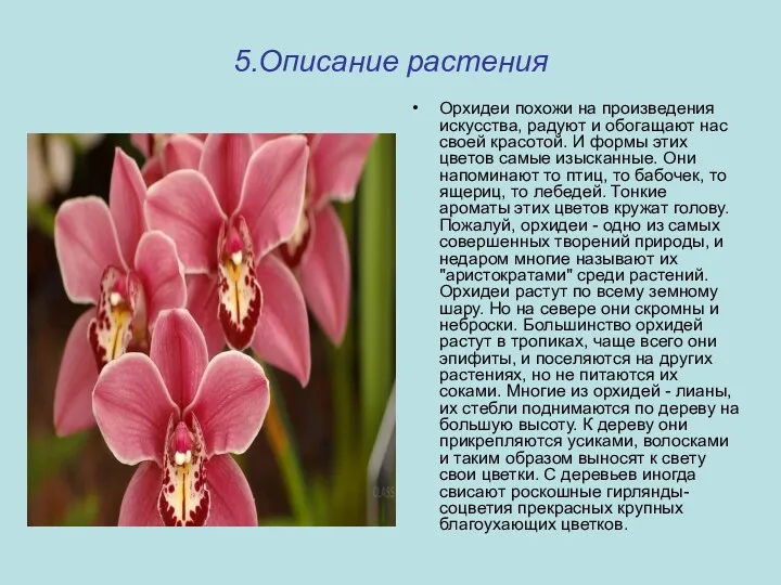 5.Описание растения Орхидеи похожи на произведения искусства, радуют и обогащают