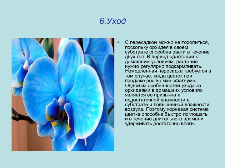 6.Уход С пересадкой можно не торопиться, поскольку орхидея в своем