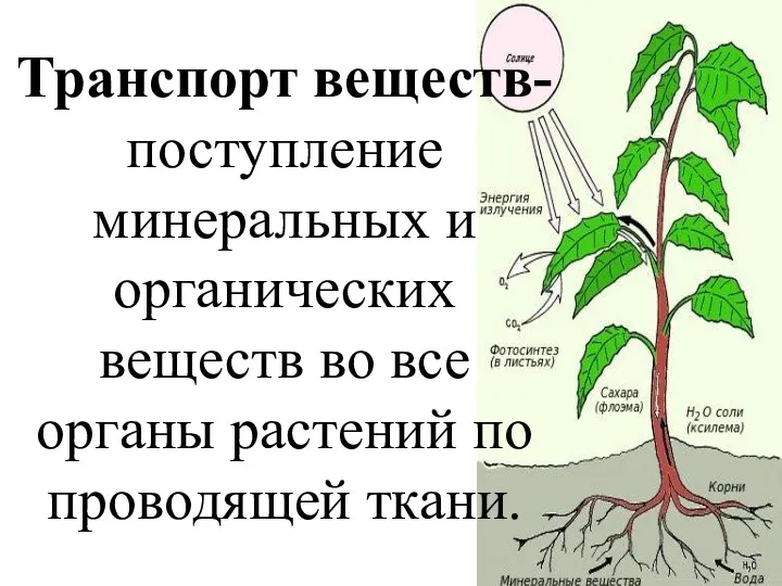 Транспорт веществ- поступление минеральных и органических веществ во все органы растений по проводящей ткани.