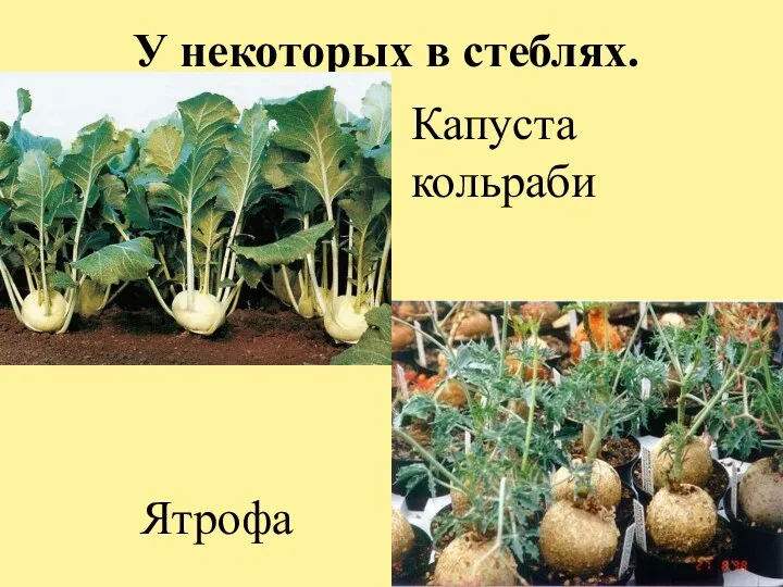 У некоторых в стеблях. Капуста кольраби Ятрофа