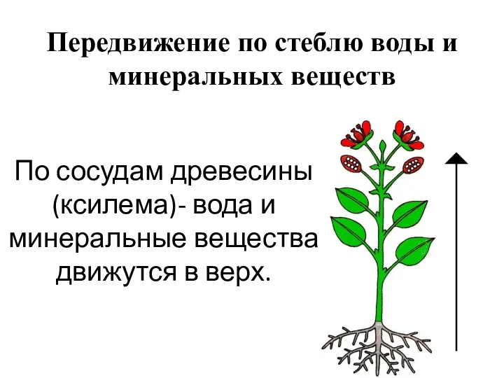 По сосудам древесины (ксилема)- вода и минеральные вещества движутся в