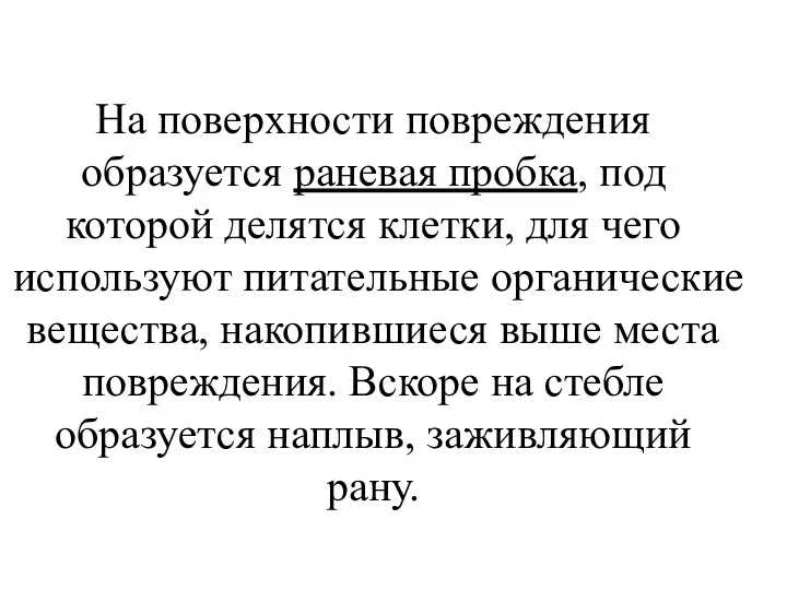 На поверхности повреждения образуется раневая пробка, под которой делятся клетки,