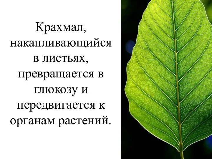 Крахмал, накапливающийся в листьях, превращается в глюкозу и передвигается к органам растений.