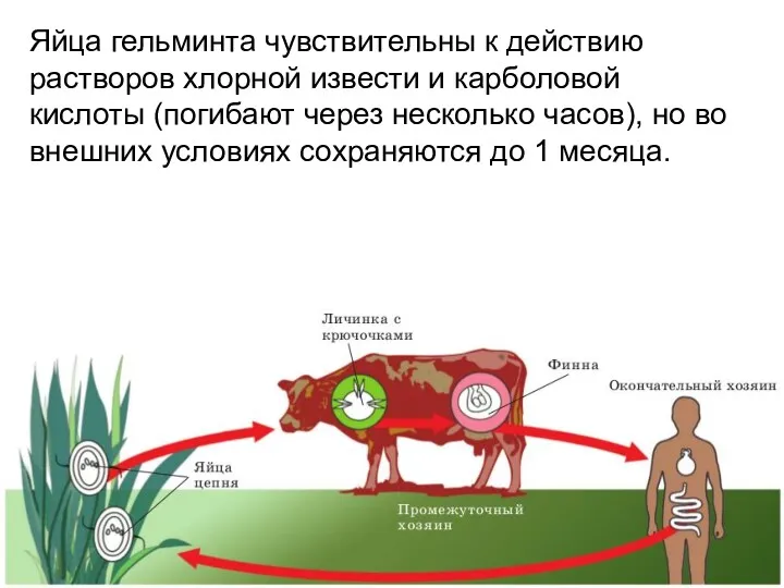 Яйца гельминта чувствительны к действию растворов хлорной извести и карболовой