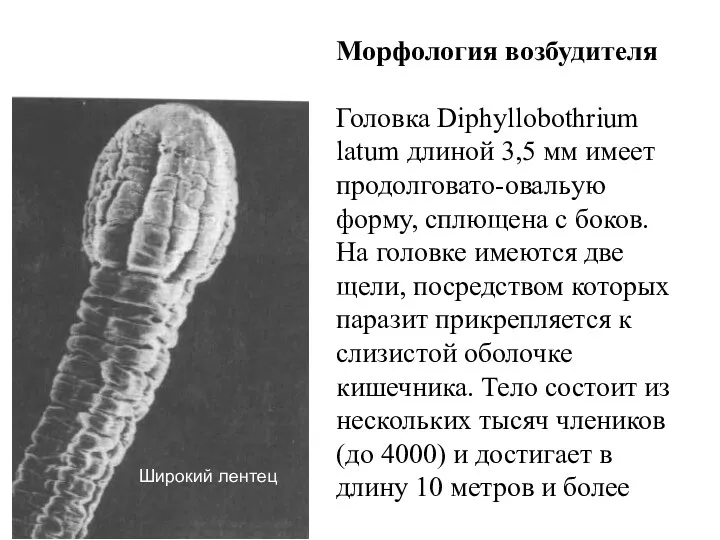 Широкий лентец Морфология возбудителя Головка Diphyllobothrium latum длиной 3,5 мм