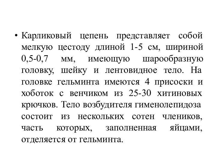 Карликовый цепень представляет собой мелкую цестоду длиной 1-5 см, шириной