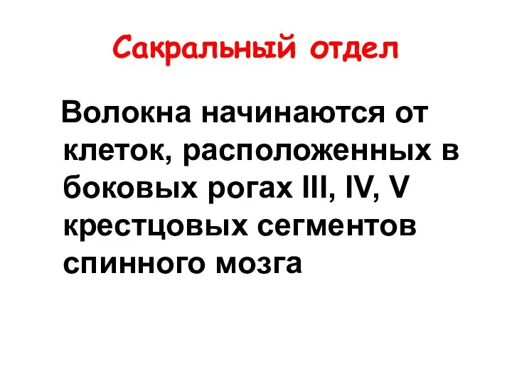 Сакральный отдел Волокна начинаются от клеток, расположенных в боковых рогах