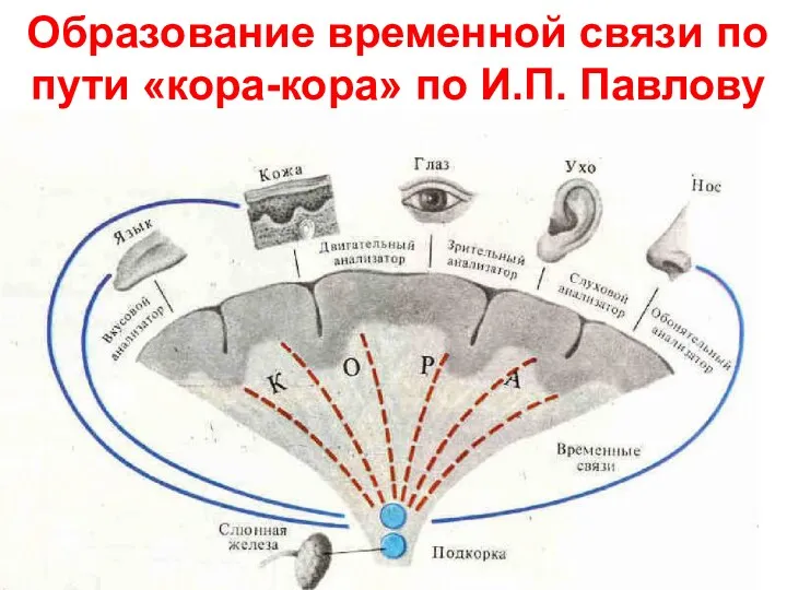 Образование временной связи по пути «кора-кора» по И.П. Павлову