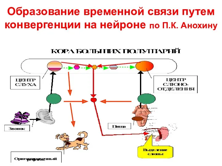 Образование временной связи путем конвергенции на нейроне по П.К. Анохину