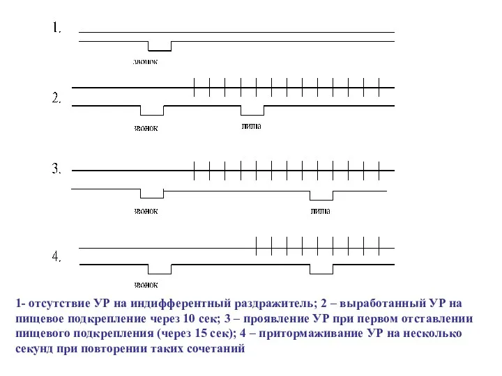 1- отсутствие УР на индифферентный раздражитель; 2 – выработанный УР