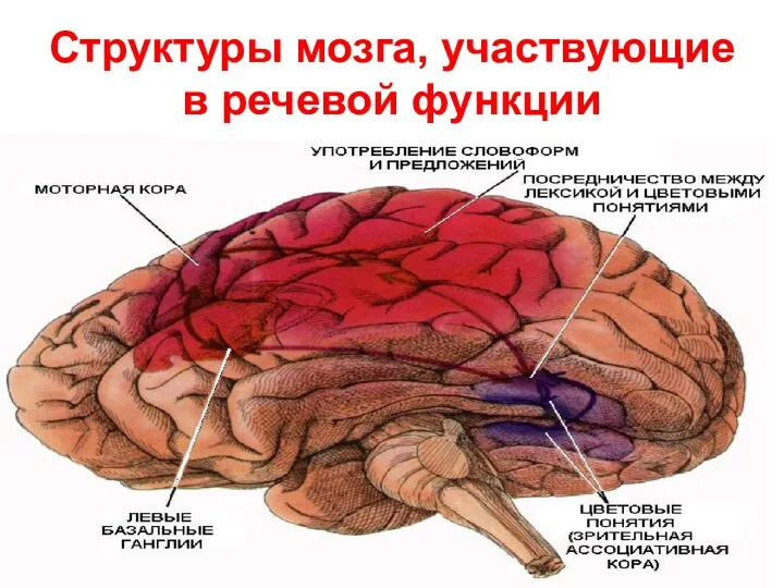 Структуры мозга, участвующие в речевой функции