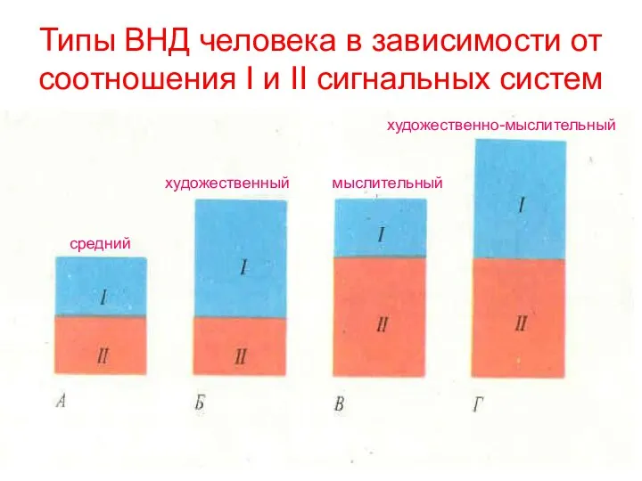 Типы ВНД человека в зависимости от соотношения I и II сигнальных систем средний художественный мыслительный художественно-мыслительный