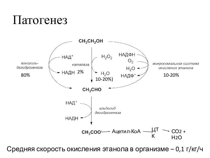 Патогенез 80% 2% 10-20% Ацетил-КоА 10-20%) ЦТК СО2 + Н2О Средняя скорость окисления