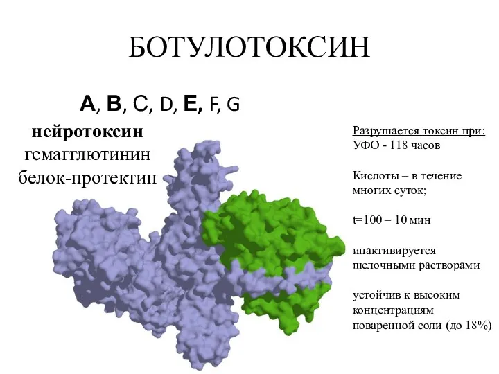 БОТУЛОТОКСИН А, В, С, D, Е, F, G нейротоксин гемагглютинин белок-протектин Разрушается токсин