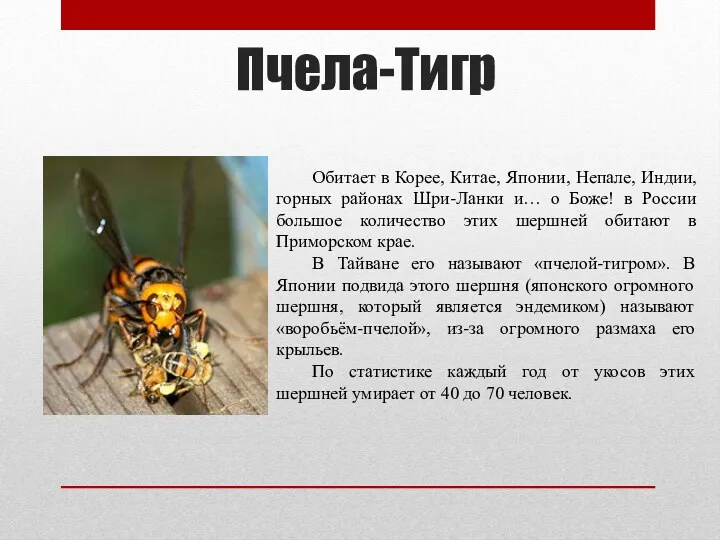 Пчела-Тигр Обитает в Корее, Китае, Японии, Непале, Индии, горных районах