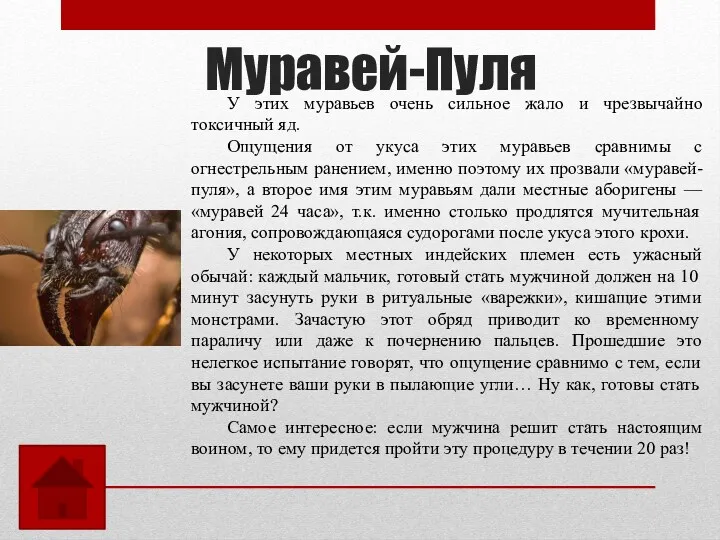 Муравей-Пуля У этих муравьев очень сильное жало и чрезвычайно токсичный