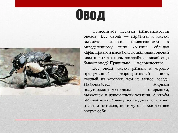 Овод Существуют десятки разновидностей оводов. Все овода — паразиты и