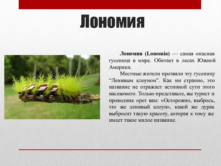 Лономия Лономия (Lonomia) — самая опасная гусеница в мире. Обитает