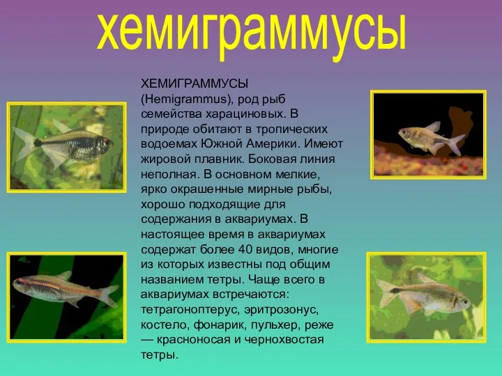 ХЕМИГРАММУСЫ (Hemigrammus), род рыб семейства харациновых. В природе обитают в тропических водоемах Южной