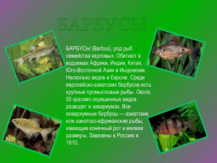 БАРБУСЫ БАРБУСЫ (Barbus), род рыб семейства карповых. Обитают в водоемах Африки, Индии, Китая,