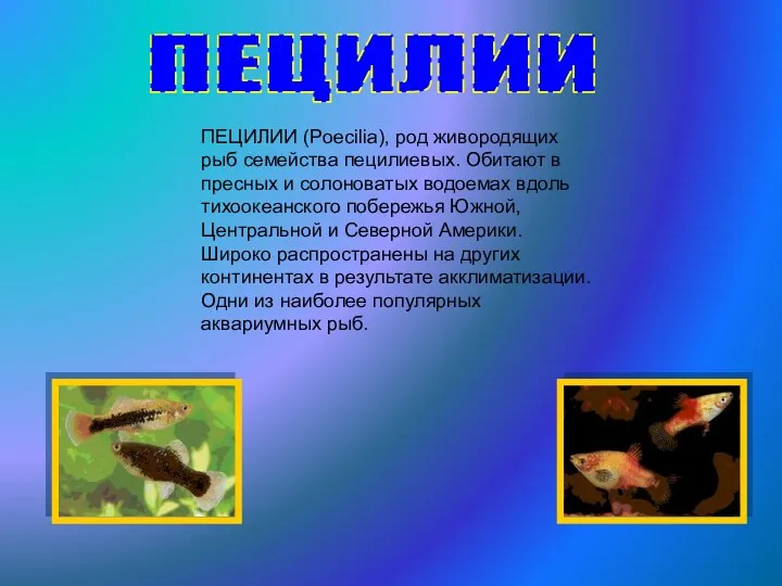 ПЕЦИЛИИ ПЕЦИЛИИ (Poecilia), род живородящих рыб семейства пецилиевых. Обитают в пресных и солоноватых
