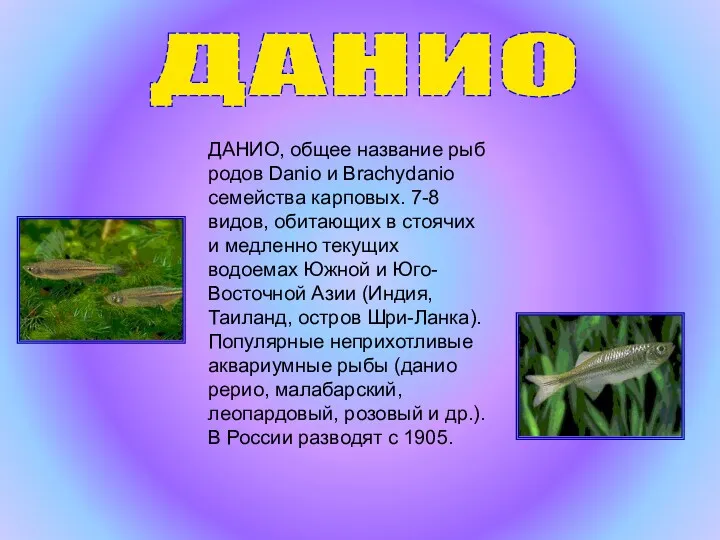 ДАНИО ДАНИО, общее название рыб родов Danio и Brachydanio семейства карповых. 7-8 видов,