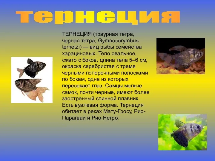 тернеция ТЕРНЕЦИЯ (траурная тетра, черная тетра; Gymnocorymbus ternetzi) — вид рыбы семейства харациновых.