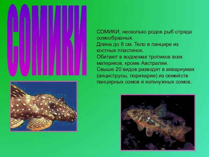 СОМИКИ, несколько родов рыб отряда сомообразных. Длина до 8 см. Тело в панцире