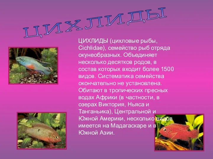 цихлиды ЦИХЛИДЫ (цихловые рыбы, Cichlidae), семейство рыб отряда окунеобразных. Объединяет несколько десятков родов,