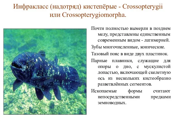 Инфракласс (надотряд) кистепёрые - Crossopterygii или Crossopterygiomorpha. Почти полностью вымерли