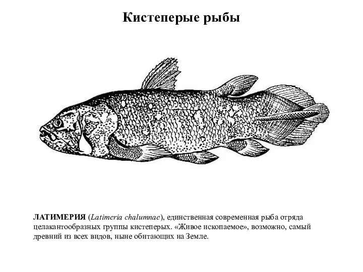 Кистеперые рыбы ЛАТИМЕРИЯ (Latimeria chalumnae), единственная современная рыба отряда целакантообразных