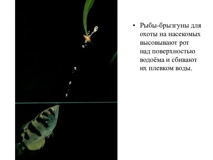 Рыбы-брызгуны для охоты на насекомых высовывают рот над поверхностью водоёма и сбивают их плевком воды.