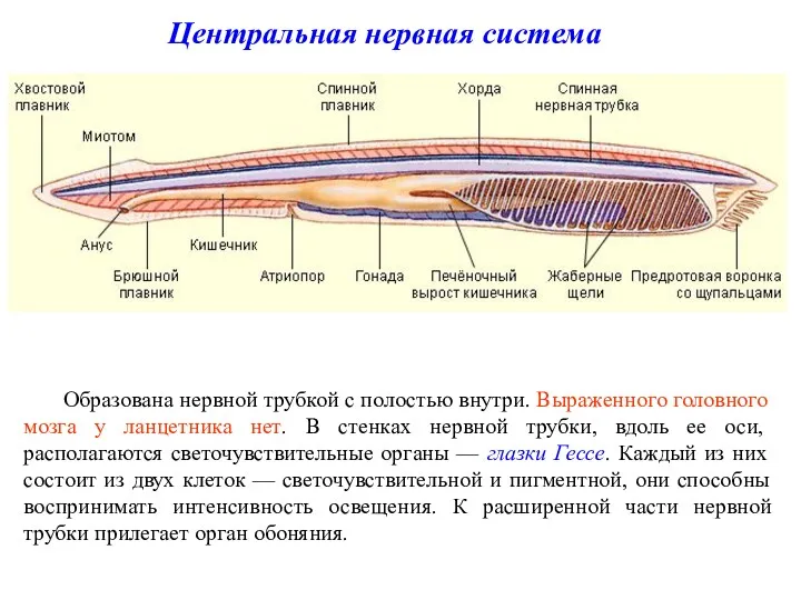 Центральная нервная система Образована нервной трубкой с полостью внутри. Выраженного