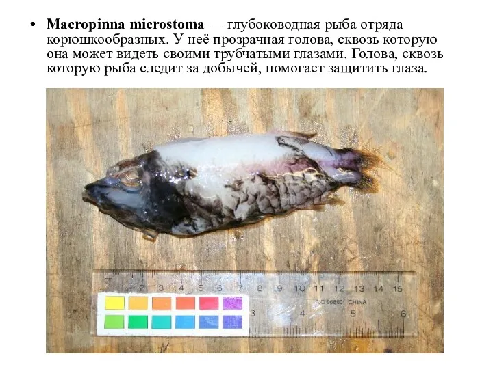 Macropinna microstoma — глубоководная рыба отряда корюшкообразных. У неё прозрачная