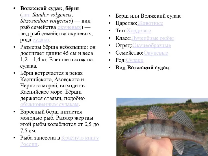 Волжский судак, бёрш(лат. Sander volgensis, Stizostedion volgensis) — вид рыб