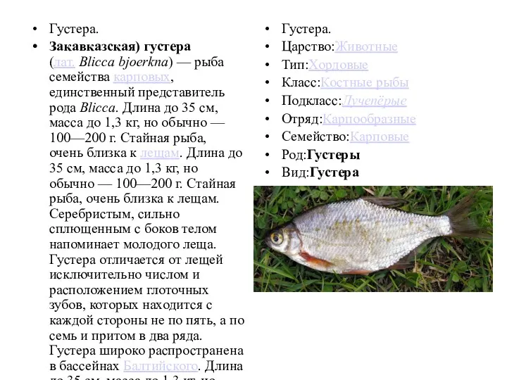 Густера. Закавказская) густера (лат. Blicca bjoerkna) — рыба семейства карповых,