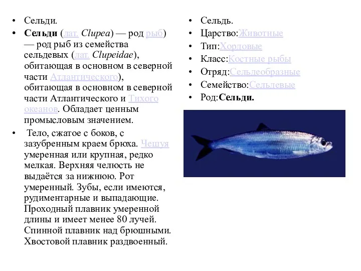Сельди. Сельди (лат. Clupea) — род рыб) — род рыб