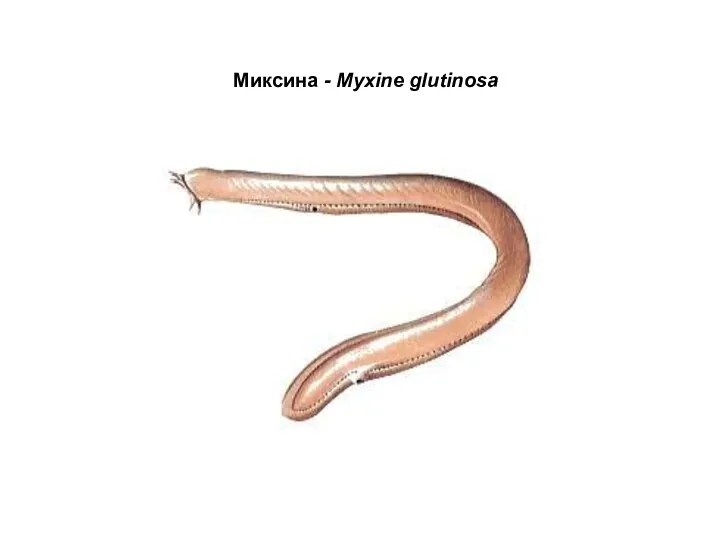 Миксина - Myxine glutinosa