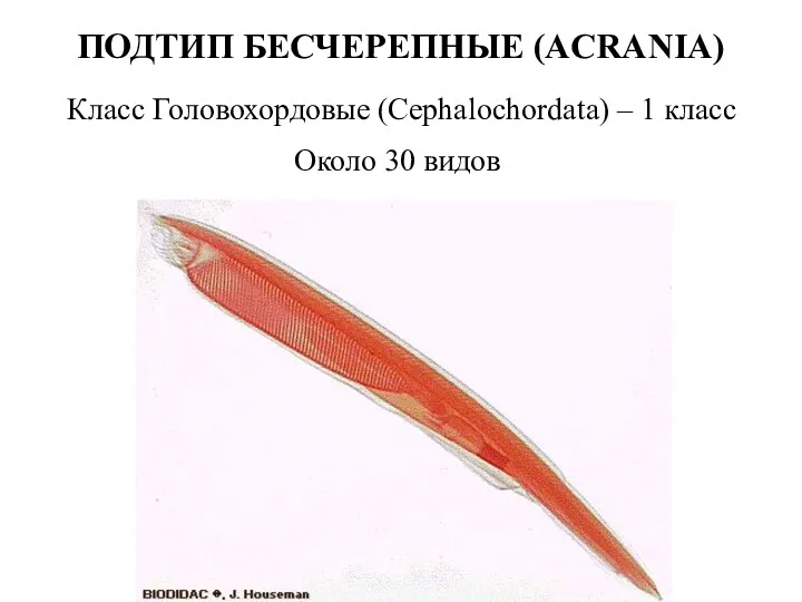 ПОДТИП БЕСЧЕРЕПНЫЕ (ACRANIA) Около 30 видов Класс Головохордовые (Cephalochordata) – 1 класс
