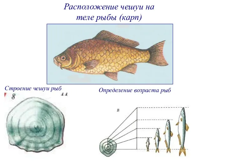 Расположение чешуи на теле рыбы (карп) Строение чешуи рыб Определение возраста рыб