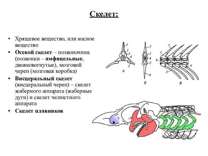 Скелет: Хрящевое вещество, или косное вещество Осевой скелет – позвоночник